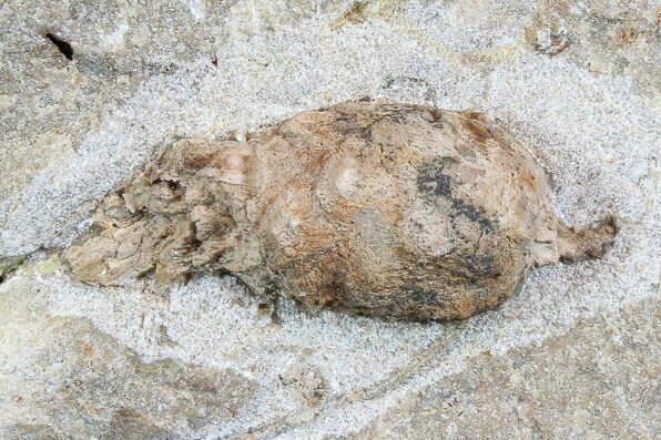 Bargain D Oligocene Aged Fossil Pine Cone - Germany #77945